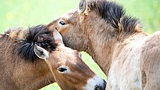 H�íb� kon� P�evalského v pra�ské zoo