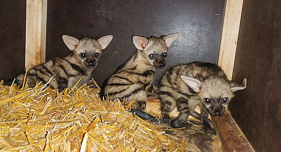 Tři mláÄata vzácných hyenek hřivnatých v zoo Dvůr Králov© dobře prosp­vaj­