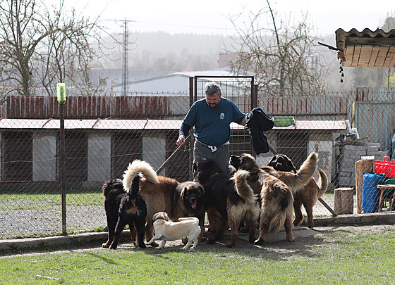 Bohumil Stránský z H�eben� pomáhá hendikepovaným pomocí leonberger�.