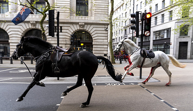 VIDEO: Londýnem běhali splašení koně. Zkrvavení vráželi do aut, pět lidí zranili