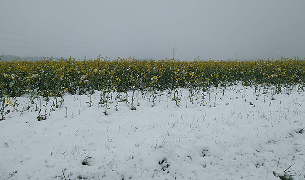 Rozkvetlá epka posypaná snhem. Takový obrázek se naskytl 21. dubna nedaleko...