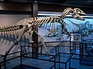 Je libo pohlédnout obávanému allosaurovi do tváe? V Muzeu Akademie vd v San...