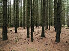 Pohled do porostu invazn� borovice vejmutovky.