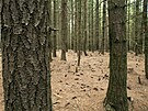 Pohled do porostu invazn� borovice vejmutovky.