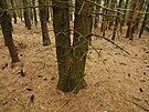 Pohled do porostu invazn� borovice vejmutovky.