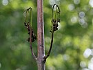 Jasany napaden patogenn houbou voskovikou jasanovou trp nekrzami v okol...