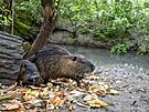 Nutrie se ve zlnsk Bartoov tvrti pemnoily a to. Lid je vak stle...