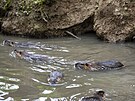 Nutrie se ve zlnsk Bartoov tvrti pemnoily a to. Lid je vak stle...