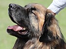 Bohumil Strnsk z Heben pomh hendikepovanm pomoc leonberger.