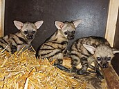 Tři mláÄata vzácných hyenek hřivnatých v zoo Dvůr Králov© dobře prosp­vaj­