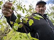 Ovocné sady merunk v obci lutava na Zlínsku poniil mráz. Na snímku majitel...