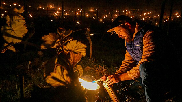 Pracovnci Vinastv Kolby v Pouzdanech na Beclavsku zapalovali parafinov svce mezi dky. Opaten m zabrnit tomu, aby vyraen kee zmrzly. (26. dubna 2024)