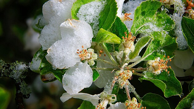 Rozkvetlá jablo pokrytá ledem na jednom ze strom sadu v Sasku. Chladné poasí...