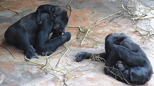 Goril mlata v Zoo Praha jsou asn. Vt se voz, to men pjuje
