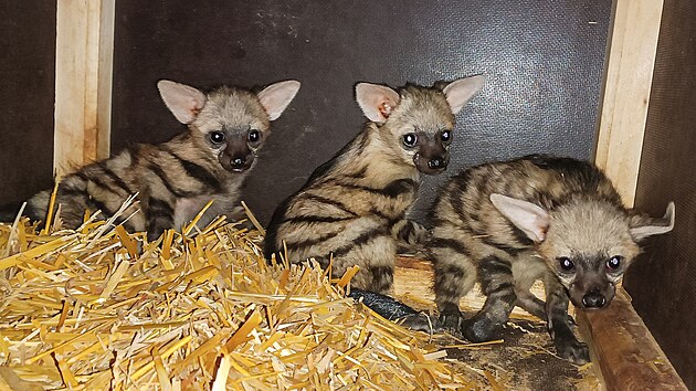 Mláata hyenek hivnatých se narodila v Safari parku ve Dvoe Králové v kvtnu...