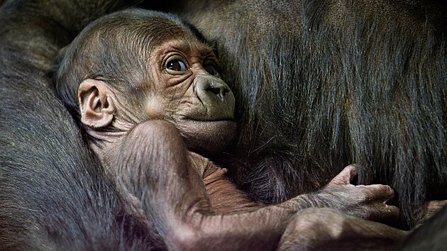 Mld samice Kijivu pokt v Zoo Praha primatoloka Jane Goodall v sobotu 11. kvtna.