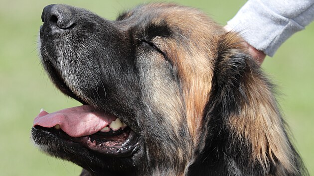 Bohumil Strnsk z Heben pomh hendikepovanm pomoc leonberger.