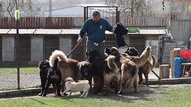 Bohumil Strnsk z Heben pomh hendikepovanm pomoc leonberger.