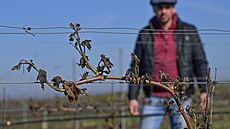 Vina� Ji�í Mad��i� z Moravského �i�kova na B�eclavsku ukazuje ke�e révy vinné,...