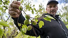 Ovocné sady merunk v obci lutava na Zlínsku poniil mráz. Na snímku majitel...