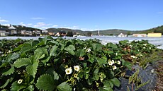 Oblíbených jahod ze Svádova bude letos mén, na polích teploty v minulých dnech...