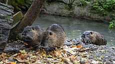 Nutrie se ve zlínské Bartoov tvrti pemnoily a útoí. Lidé je vak stále...