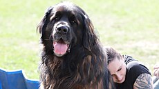 Bohumil Stránský z H�eben� pomáhá hendikepovaným pomocí leonberger�.