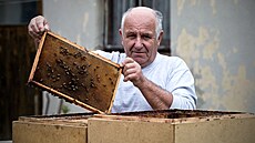 Vela, len Asociace profesionálních vela Stanislav Volf ze vihova na...