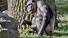 Jméno vybrali p�íznivci ZOO: Chlape�ek dostal jméno Dumay, co� znamená samec....