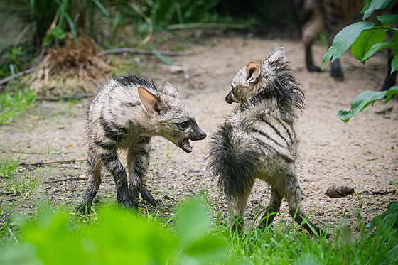 Tři mláÄata vzácných hyenek jsou v zoo D. Králov© k vidÄn­ ve venkovn­ expozici