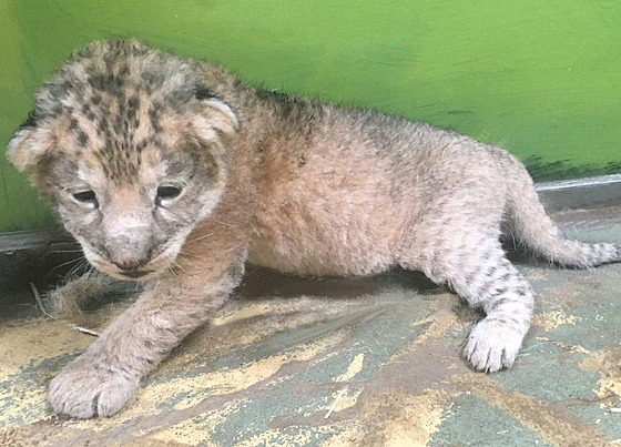 V hodonínské zoo se na konci dubna 2024 narodilo mlád kriticky ohroeného lva...