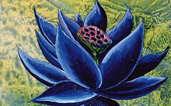 Black lotus je nejdraí kartou sbratelské hry Magic the Gathering