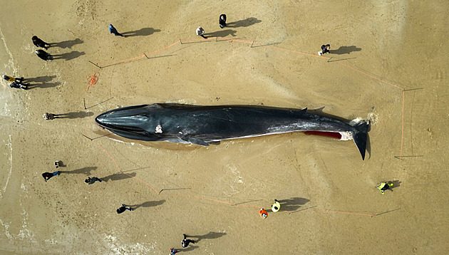Za lov velryb se nestydí. Japonsko povolí odlov dalšího druhu plejtváka