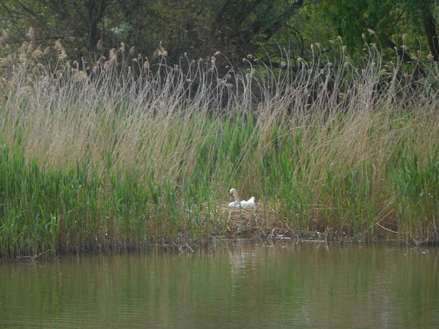 Vodní ptactvo na Milíovském rybníce