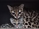 Libereck zoo - leton mld margay (4/24)