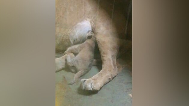 V hodonnsk zoo se narodilo mld vzcnho lva berberskho.