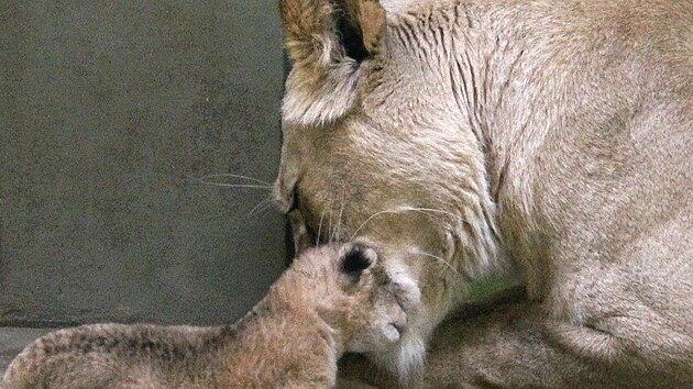 V hodonnsk zoo se na konci dubna 2024 narodilo mld kriticky ohroenho lva berberskho.