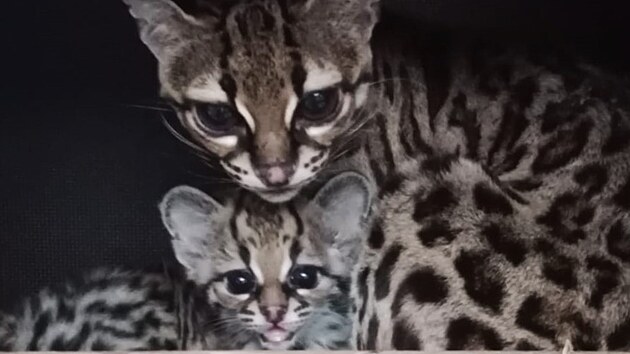 Libereck zoo - leton mld margay (4/24)