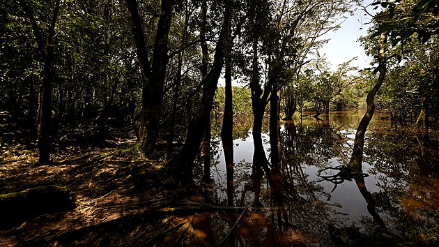 Stromy v Laguna Grande v chrnnm amazonskm detnm pralese Cuyabeno v Ekvdoru (30. bezna 2024)