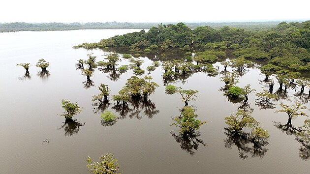 Leteck pohled na Laguna Grande v chrnnm amazonskm detnm pralese Cuyabeno v Ekvdoru (26. bezna 2024)