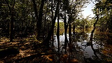 Stromy v Laguna Grande v chránném amazonském detném pralese Cuyabeno v...