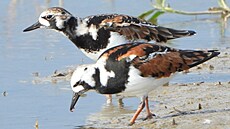 Na Perovsku se u obce Vlko objevili kameáci pestí, jejich domovem je...