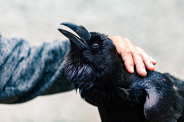 Rekordní počty zvířat, ale peněz ubývá. Záchranné stanice samy volají o pomoc