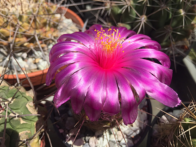 Semínka nejmenších kaktusů připomínají spíš prach, líčí vášnivý pěstitel