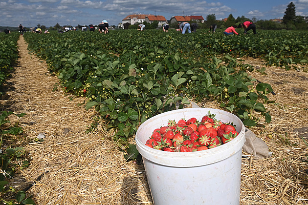 Strawberry picking in Olomouc region 2026: when it starts and where reservations are needed