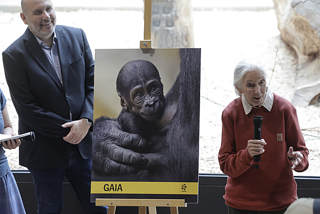 Bioložka Goodallová pokřtila měsíc staré mládě gorily. Dostalo jméno Gaia
