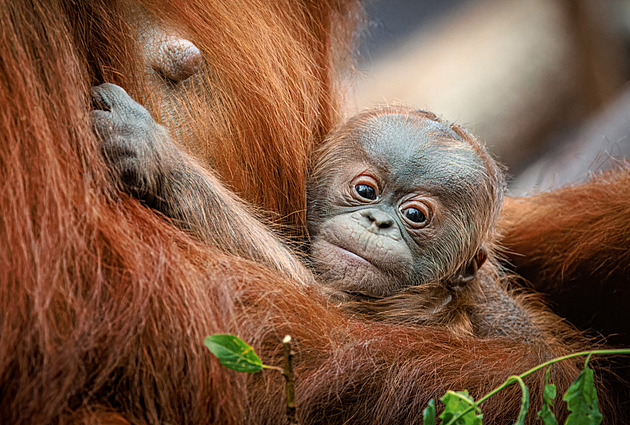 Mládě orangutana z pražské zoo je sameček. Lidé pro něj mohou navrhnout jméno