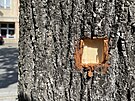 Díra po kulce na strom na míst stelby ped Domem kultury v Handlové, pi ní...