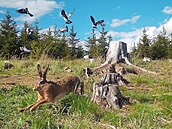 Zajíc a holubi na snímku z fotopasti lázeských les u obce Kolová na...