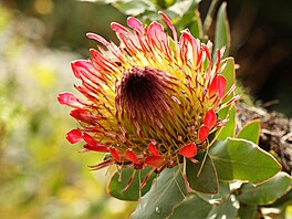 Také Protea eximia, rostlina z kapské oblasti Jihoafrické republiky, má ptaího...